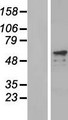 PRKAG2 / AMPK Gamma 2 Protein - Western validation with an anti-DDK antibody * L: Control HEK293 lysate R: Over-expression lysate