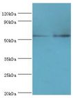 PRKAG3 / AMPK Gamma 3 Antibody - Western blot. All lanes: 5-AMP-activated protein kinase subunit gamma-3 antibody at 5 ug/ml. Lane 1: HeLa whole cell lysate. Lane 2: HepG2 whole cell lysate. Secondary antibody: Goat polyclonal to rabbit at 1:10000 dilution. Predicted band size: 54 kDa. Observed band size: 54 kDa.