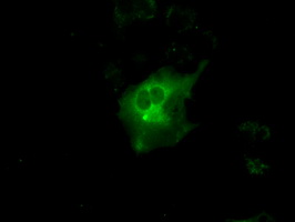 PRKAR1A Antibody - Anti-PRKAR1A mouse monoclonal antibody  immunofluorescent staining of COS7 cells transiently transfected by pCMV6-ENTRY PRKAR1A.