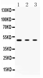PRKAR1A Antibody - Western blot - Anti-PRKAR1A Picoband Antibody