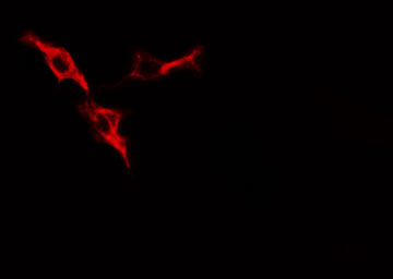 PRKAR1A Antibody - Staining HepG2 cells by IF/ICC. The samples were fixed with PFA and permeabilized in 0.1% Triton X-100, then blocked in 10% serum for 45 min at 25°C. The primary antibody was diluted at 1:200 and incubated with the sample for 1 hour at 37°C. An Alexa Fluor 594 conjugated goat anti-rabbit IgG (H+L) antibody, diluted at 1/600, was used as secondary antibody.