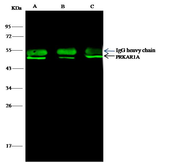 PRKAR1A Antibody - PRKAR1A was immunoprecipitated using: Lane A: 0.5 mg Hela Whole Cell Lysate. Lane B: 0.5 mg A549 Whole Cell Lysate. Lane C:0.5 mg 293T Whole Cell Lysate. 2 uL anti-PRKAR1A rabbit polyclonal antibody and 15 ul of 50% Protein G agarose. Primary antibody: Anti-PRKAR1A rabbit polyclonal antibody, at 1:100 dilution. Secondary antibody: Dylight 800-labeled antibody to rabbit IgG (H+L), at 1:5000 dilution. Developed using the odssey technique. Performed under reducing conditions. Predicted band size: 43 kDa. Observed band size: 43 kDa.