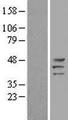 PRKAR1A Protein - Western validation with an anti-DDK antibody * L: Control HEK293 lysate R: Over-expression lysate