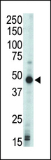 PRKAR1B Antibody - Western blot of anti-PRKAR1B antibody in mouse liver tissue lysate. PRKAR1B (arrow) was detected using purified antibody. Secondary HRP-anti-rabbit was used for signal visualization with chemiluminescence.
