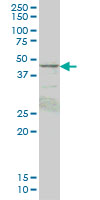 PRKAR1B Antibody - PRKAR1B monoclonal antibody (M05), clone 1F8 Western blot of PRKAR1B expression in HepG2.