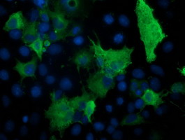 PRKAR1B Antibody - Anti-PRKAR1B mouse monoclonal antibody immunofluorescent staining of COS7 cells transiently transfected by pCMV6-ENTRY PRKAR1B.