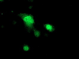 PRKAR1B Antibody - Anti-PRKAR1B mouse monoclonal antibody immunofluorescent staining of COS7 cells transiently transfected by pCMV6-ENTRY PRKAR1B.