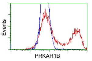 PRKAR1B Antibody - HEK293T cells transfected with either overexpress plasmid (Red) or empty vector control plasmid (Blue) were immunostained by anti-PRKAR1B antibody, and then analyzed by flow cytometry.