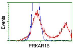 PRKAR1B Antibody - HEK293T cells transfected with either overexpress plasmid (Red) or empty vector control plasmid (Blue) were immunostained by anti-PRKAR1B antibody, and then analyzed by flow cytometry.