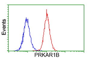 PRKAR1B Antibody - Flow cytometry of HeLa cells, using anti-PRKAR1B antibody (Red), compared to a nonspecific negative control antibody (Blue).