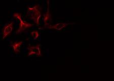 PRKAR1B Antibody - Staining COLO205 cells by IF/ICC. The samples were fixed with PFA and permeabilized in 0.1% Triton X-100, then blocked in 10% serum for 45 min at 25°C. The primary antibody was diluted at 1:200 and incubated with the sample for 1 hour at 37°C. An Alexa Fluor 594 conjugated goat anti-rabbit IgG (H+L) antibody, diluted at 1/600, was used as secondary antibody.