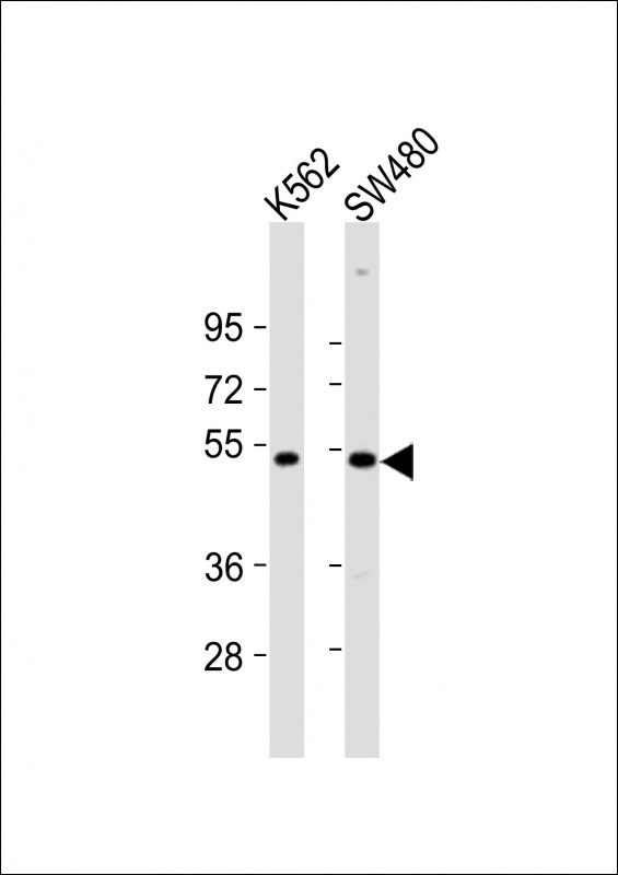 PRKAR2A Antibody - All lanes : Anti-PRKAR2A Antibody at 1:2000 dilution Lane 1: K562 whole cell lysates Lane 2: SW480 whole cell lysates Lysates/proteins at 20 ug per lane. Secondary Goat Anti-Rabbit IgG, (H+L), Peroxidase conjugated at 1/10000 dilution Predicted band size : 46 kDa Blocking/Dilution buffer: 5% NFDM/TBST.
