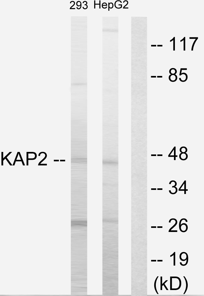 PRKAR2A Antibody - Western blot analysis of lysates from 293 and HepG2 cells, using KAP2 Antibody. The lane on the right is blocked with the synthesized peptide.