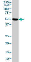 PRKAR2A Antibody - PRKAR2A monoclonal antibody (M01), clone 6A9 Western blot of PRKAR2A expression in HeLa.