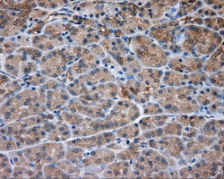 PRKAR2A Antibody - IHC of paraffin-embedded pancreas tissue using anti-PRKAR2A mouse monoclonal antibody. (Dilution 1:50).