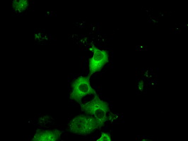PRKAR2A Antibody - Anti-PRKAR2A mouse monoclonal antibody  immunofluorescent staining of COS7 cells transiently transfected by pCMV6-ENTRY PRKAR2A.