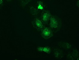 PRKAR2A Antibody - Anti-PRKAR2A mouse monoclonal antibody immunofluorescent staining of COS7 cells transiently transfected by pCMV6-ENTRY PRKAR2A.
