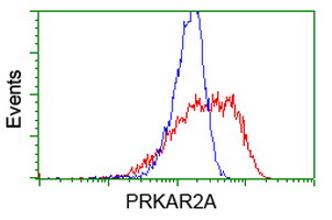 PRKAR2A Antibody - HEK293T cells transfected with either overexpress plasmid (Red) or empty vector control plasmid (Blue) were immunostained by anti-PRKAR2A antibody, and then analyzed by flow cytometry.