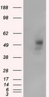 PRKAR2A Antibody - HEK293T cells were transfected with the pCMV6-ENTRY control (Left lane) or pCMV6-ENTRY PRKAR2A (Right lane) cDNA for 48 hrs and lysed. Equivalent amounts of cell lysates (5 ug per lane) were separated by SDS-PAGE and immunoblotted with anti-PRKAR2A.