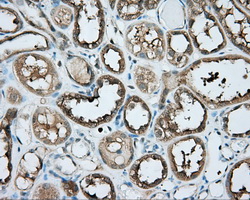 PRKAR2A Antibody - IHC of paraffin-embedded Kidney tissue using anti-PRKAR2A mouse monoclonal antibody. (Dilution 1:50).