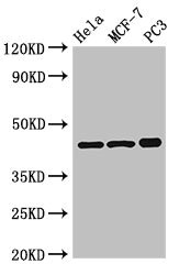 PRKAR2A Antibody - Western Blot Positive WB detected in:Hela whole cell lysate,MCF-7 whole cell lysate,PC3 whole cell lysate All Lanes:PRKAR2A antibody at 2.5µg/ml Secondary Goat polyclonal to rabbit IgG at 1/50000 dilution Predicted band size: 46,44 KDa Observed band size: 46 KDa