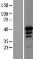 PRKAR2A Protein - Western validation with an anti-DDK antibody * L: Control HEK293 lysate R: Over-expression lysate