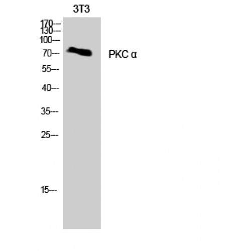 PRKCA / PKC-Alpha Antibody - Western blot of PKC alpha antibody