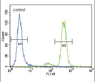 PRKCA / PKC-Alpha Antibody - PKC alpha Antibody flow cytometry of HeLa cells (right histogram) compared to a negative control cell (left histogram). FITC-conjugated goat-anti-rabbit secondary antibodies were used for the analysis.