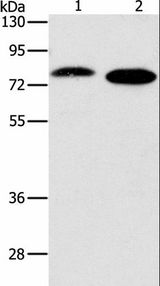 PRKCA / PKC-Alpha Antibody - Western blot analysis of Jurkat and NIH/3T3 cell, using PRKCA Polyclonal Antibody at dilution of 1:500.