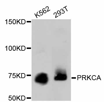 PRKCA / PKC-Alpha Antibody - Western blot analysis of extracts of various cell lines, using PRKCA antibody. The secondary antibody used was an HRP Goat Anti-Rabbit IgG (H+L) at 1:10000 dilution. Lysates were loaded 25ug per lane and 3% nonfat dry milk in TBST was used for blocking.