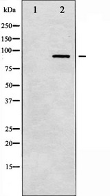 PRKCA / PKC-Alpha Antibody - Western blot analysis of PKC-pan expression in NIH-3T3 whole cells lysates. The lane on the left is treated with the antigen-specific peptide.