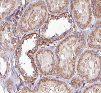 PRKCA / PKC-Alpha Antibody - 1:100 staining human kidney tissue by IHC-P. The tissue was formaldehyde fixed and a heat mediated antigen retrieval step in citrate buffer was performed. The tissue was then blocked and incubated with the antibody for 1.5 hours at 22°C. An HRP conjugated goat anti-rabbit antibody was used as the secondary.