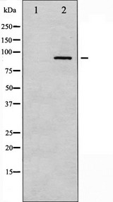 PRKCA / PKC-Alpha Antibody - Western blot analysis of PKC alpha expression in UV treated NIH-3T3 whole cells lysates. The lane on the left is treated with the antigen-specific peptide.