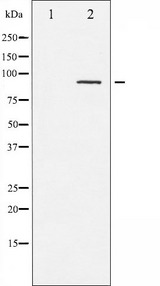 PRKCA / PKC-Alpha Antibody - Western blot analysis of PKC-pan phosphorylation expression in NIH-3T3 whole cells lysates. The lane on the left is treated with the antigen-specific peptide.