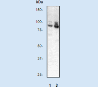 PRKCA / PKC-Alpha Antibody - Western blot analysis on 293 cell lysate using anti-Phospho-PKCa (pT638) antibody, 1:20000 dilution. Cells were either (1) untreated or (2) treated with TPA.