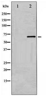PRKCB / PKC-Beta Antibody - Western blot of PKCB phosphorylation expression in heatshock treated HeLa whole cell lysates,The lane on the left is treated with the antigen-specific peptide.