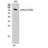 PRKCD / PKC-Delta Antibody - Western blot of Phospho-PKC delta (T507) antibody