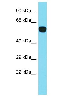 PRKCD / PKC-Delta Antibody - PRKCD / PKC-Delta antibody Western Blot of Mouse Testis. Antibody dilution: 1 ug/ml.  This image was taken for the unconjugated form of this product. Other forms have not been tested.