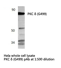 PRKCD / PKC-Delta Antibody - Western blot of PKC (G499) pAb in extracts from HeLa cells.