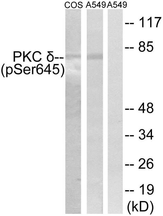 PRKCD / PKC-Delta Antibody - Western blot analysis of lysates from COS7 cells and A549 cells, using PKC delta (Phospho-Ser645) Antibody. The lane on the right is blocked with the phospho peptide.