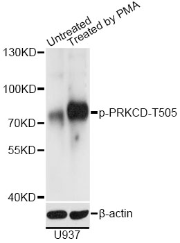 PRKCD / PKC-Delta Antibody - Western blot analysis of extracts of U-937 cells, using Phospho-PRKCD-T505 antibody at 1:2000 dilution. U-937 cells were treated by PMA/TPA (200nM) for 30 minutes. The secondary antibody used was an HRP Goat Anti-Rabbit IgG (H+L) at 1:10000 dilution. Lysates were loaded 25ug per lane and 3% nonfat dry milk in TBST was used for blocking. Blocking buffer: 3% BSA.An ECL Kit was used for detection and the exposure time was 60s.