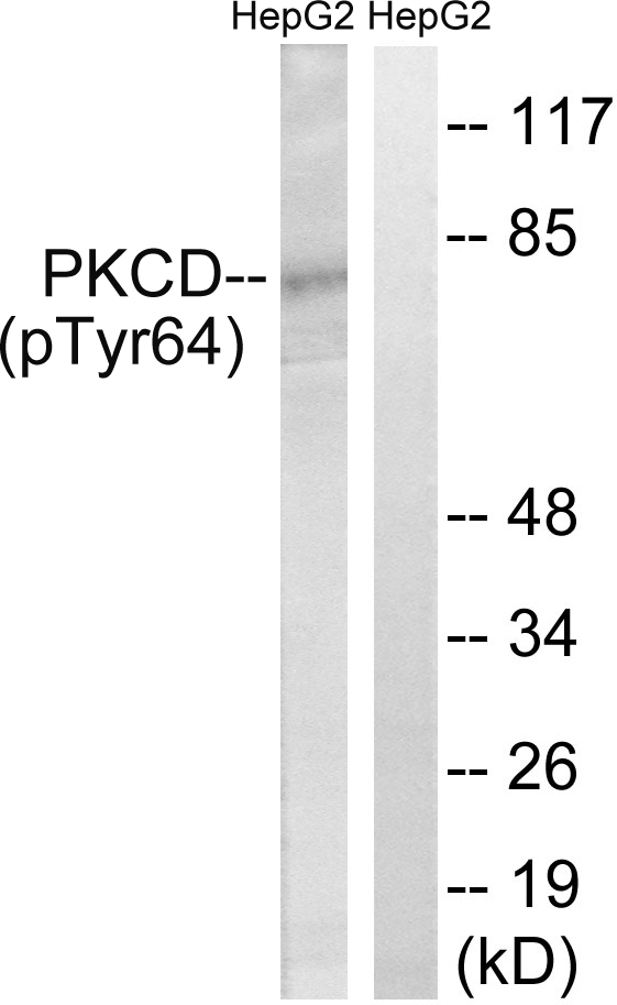 PRKCD / PKC-Delta Antibody - Western blot analysis of lysates from HepG2 cells treated with PMA 125ng/ml 30', using PKCD (Phospho-Tyr64) Antibody. The lane on the right is blocked with the phospho peptide.