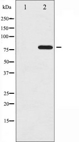 PRKCD / PKC-Delta Antibody - Western blot analysis of PKCD phosphorylation expression in PMA treated HepG2 whole cells lysates. The lane on the left is treated with the antigen-specific peptide.