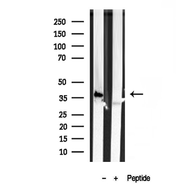 PRKCDBP / CAVIN3 Antibody - Western blot analysis of extracts of MCF-7 cells using PRKCDBP antibody.