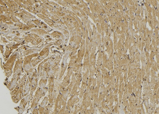 PRKCDBP / CAVIN3 Antibody - 1:100 staining mouse muscle tissue by IHC-P. The sample was formaldehyde fixed and a heat mediated antigen retrieval step in citrate buffer was performed. The sample was then blocked and incubated with the antibody for 1.5 hours at 22°C. An HRP conjugated goat anti-rabbit antibody was used as the secondary.