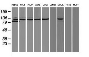 PRKCE / PKC-Epsilon Antibody - Western blot of extracts (35 ug) from 9 different cell lines by using g anti-PRKCE monoclonal antibody (HepG2: human; HeLa: human; SVT2: mouse; A549: human; COS7: monkey; Jurkat: human; MDCK: canine; PC12: rat; MCF7: human).
