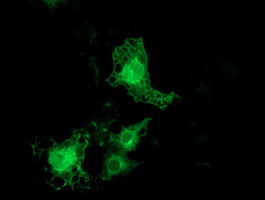 PRKCE / PKC-Epsilon Antibody - Anti-PRKCE mouse monoclonal antibody immunofluorescent staining of COS7 cells transiently transfected by pCMV6-ENTRY PRKCE.