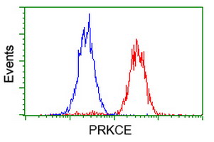 PRKCE / PKC-Epsilon Antibody - Flow cytometry of HeLa cells, using anti-PRKCE antibody (Red), compared to a nonspecific negative control antibody (Blue).
