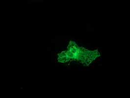 PRKCE / PKC-Epsilon Antibody - Anti-PRKCE mouse monoclonal antibody immunofluorescent staining of COS7 cells transiently transfected by pCMV6-ENTRY PRKCE.