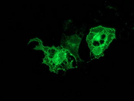 PRKCE / PKC-Epsilon Antibody - Anti-PRKCE mouse monoclonal antibody immunofluorescent staining of COS7 cells transiently transfected by pCMV6-ENTRY PRKCE.